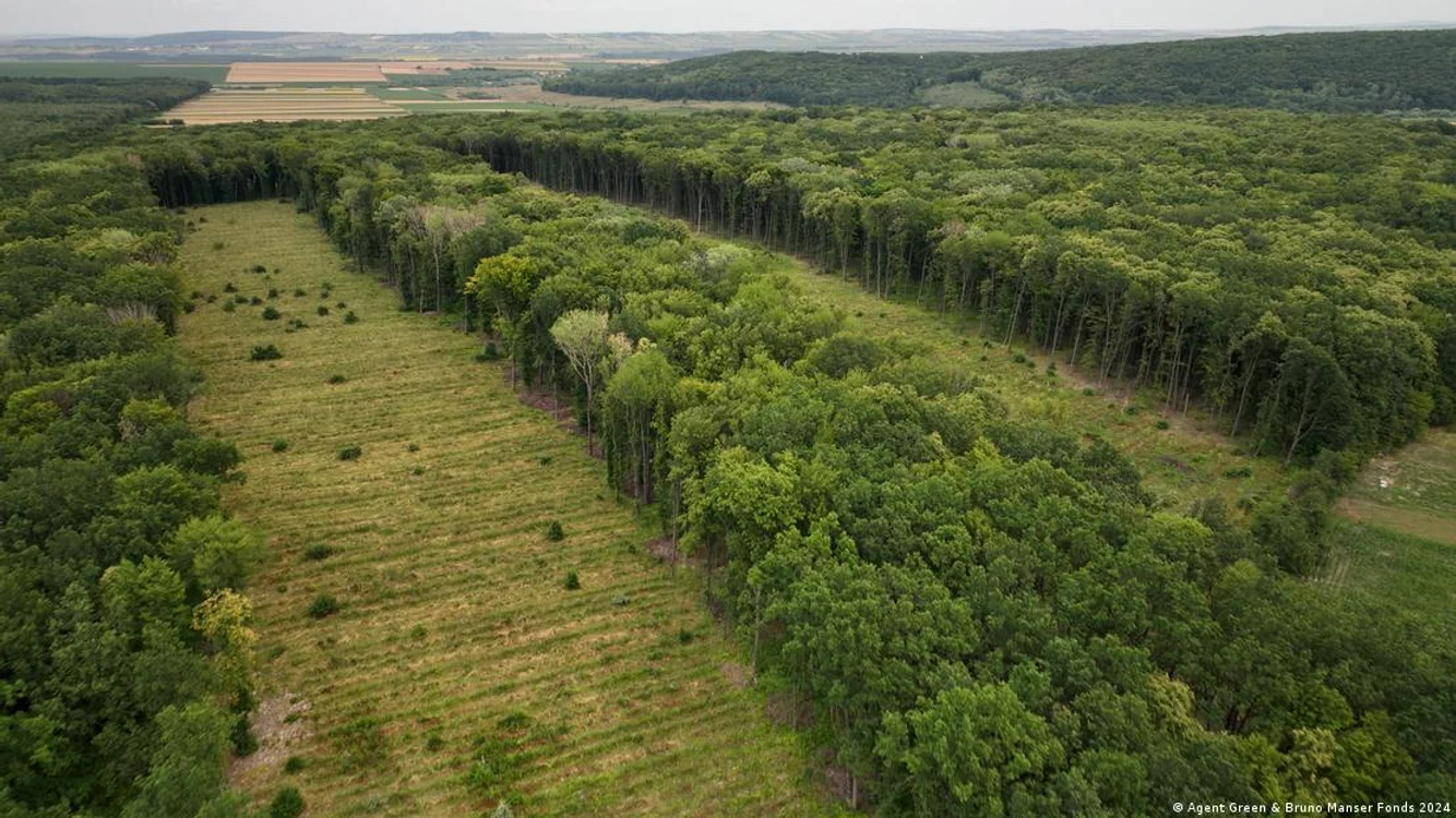 Parcele tăiate la ras în pădurea proprietate Ingka de lângă Fetești, județul Suceava