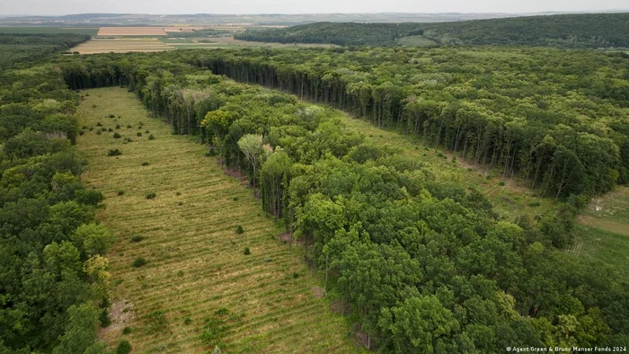 Parcele tăiate la ras în pădurea proprietate Ingka de lângă Fetești, județul Suceava