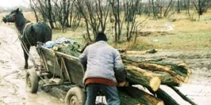 Poliţiştii au dat amenzi hoţilor de lemne