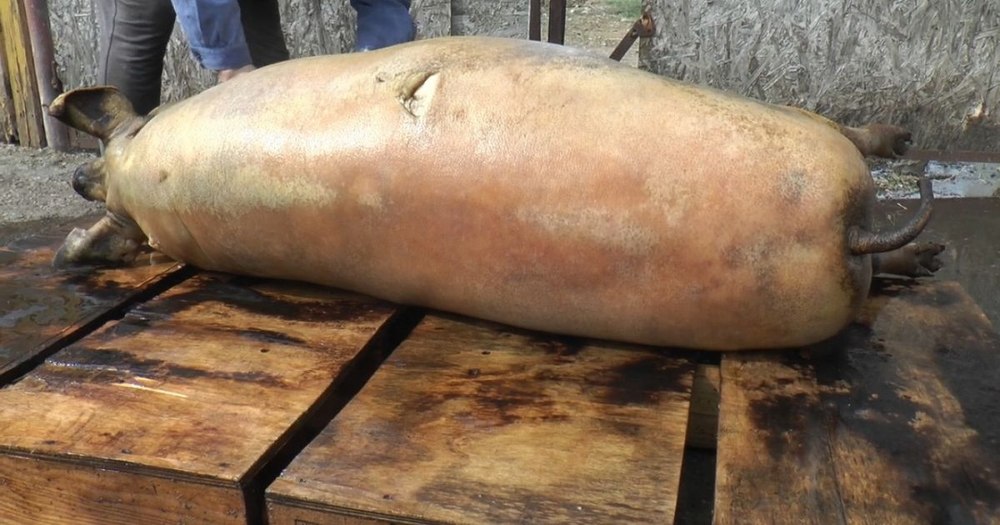 De ce este piața porcului „de țară” aproape blocată. „Dacă săptămâna asta nu-i dau, rămân cu ei în coteț”
