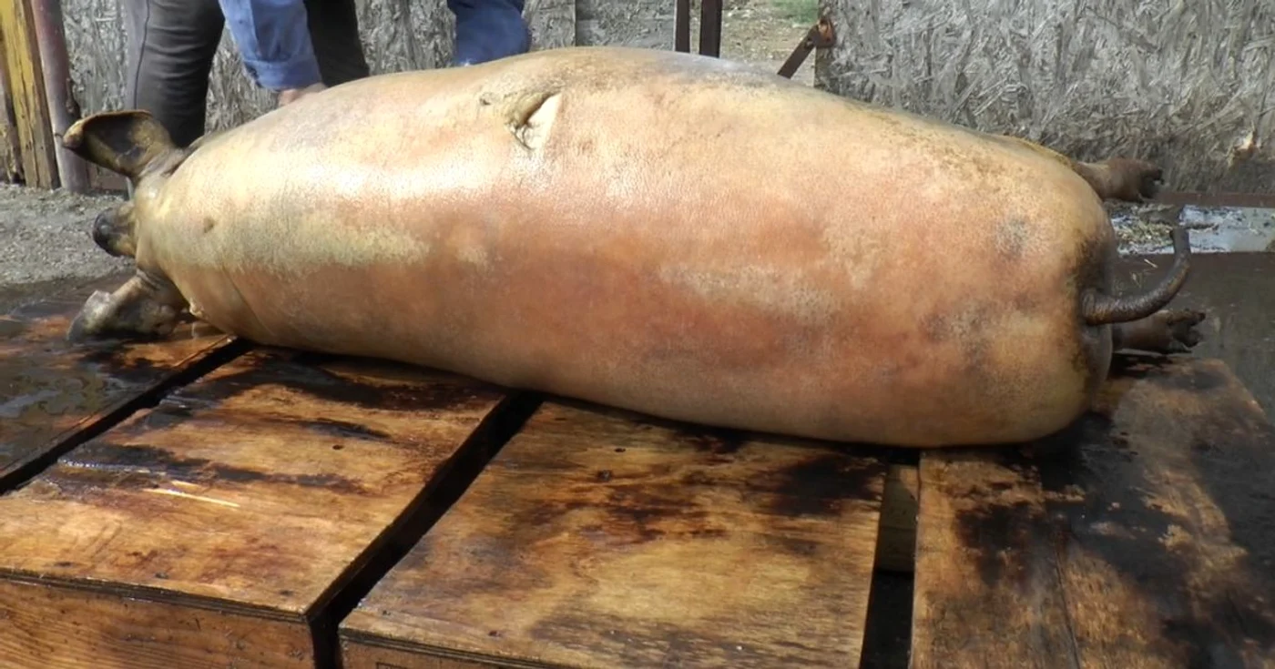 Carnea porcului sacrificat trebuie testată FOTO: arhiva/Adevărul