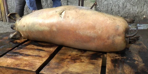 porc craciun