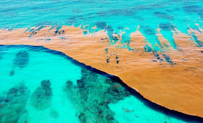 Marea Sargasso și covorul de alge denumit „creșă naturală pentru animale”. 