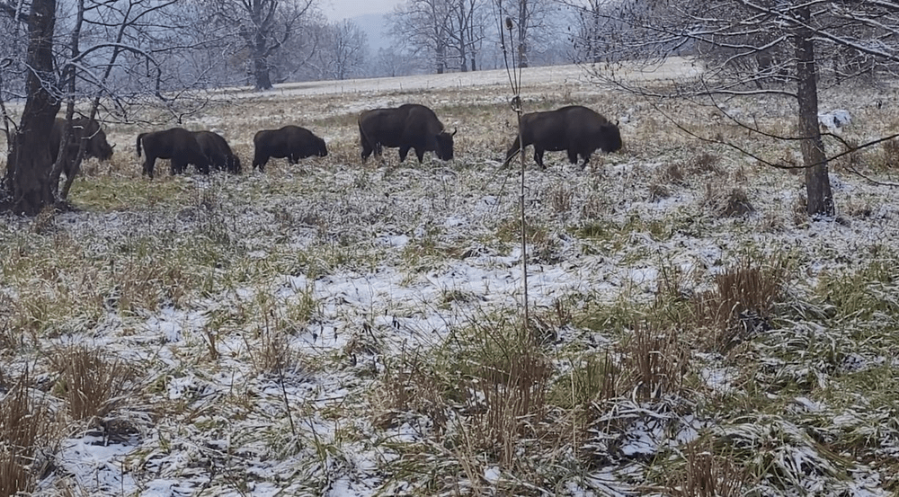 Întâlnire cu o turmă de zimbri în Parcul Natural Vânători Neamț. Urmașii lui Podarec și Polonka VIDEO