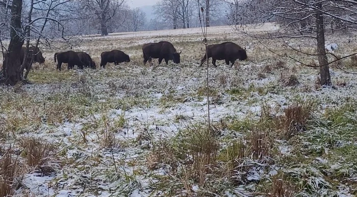 Zimbri, în Parcul Natural Vânători Neamț. FOTO Captura video Romsilva