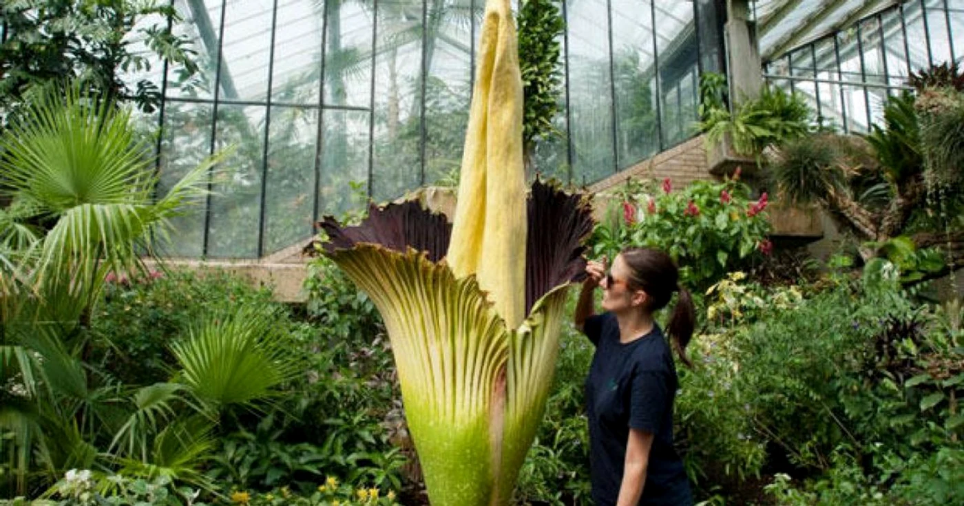 Amorphophallus Titanum este cea mai mare floare din lume FOTO: kew.org