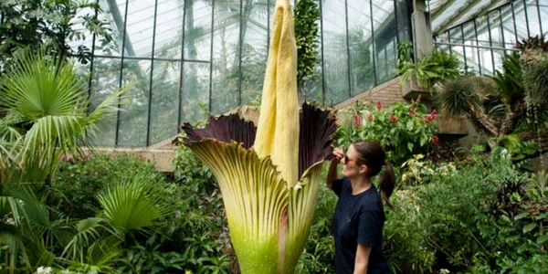 amorphophallus titanum