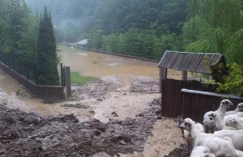 furtuna alba cugir