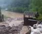 furtuna alba cugir