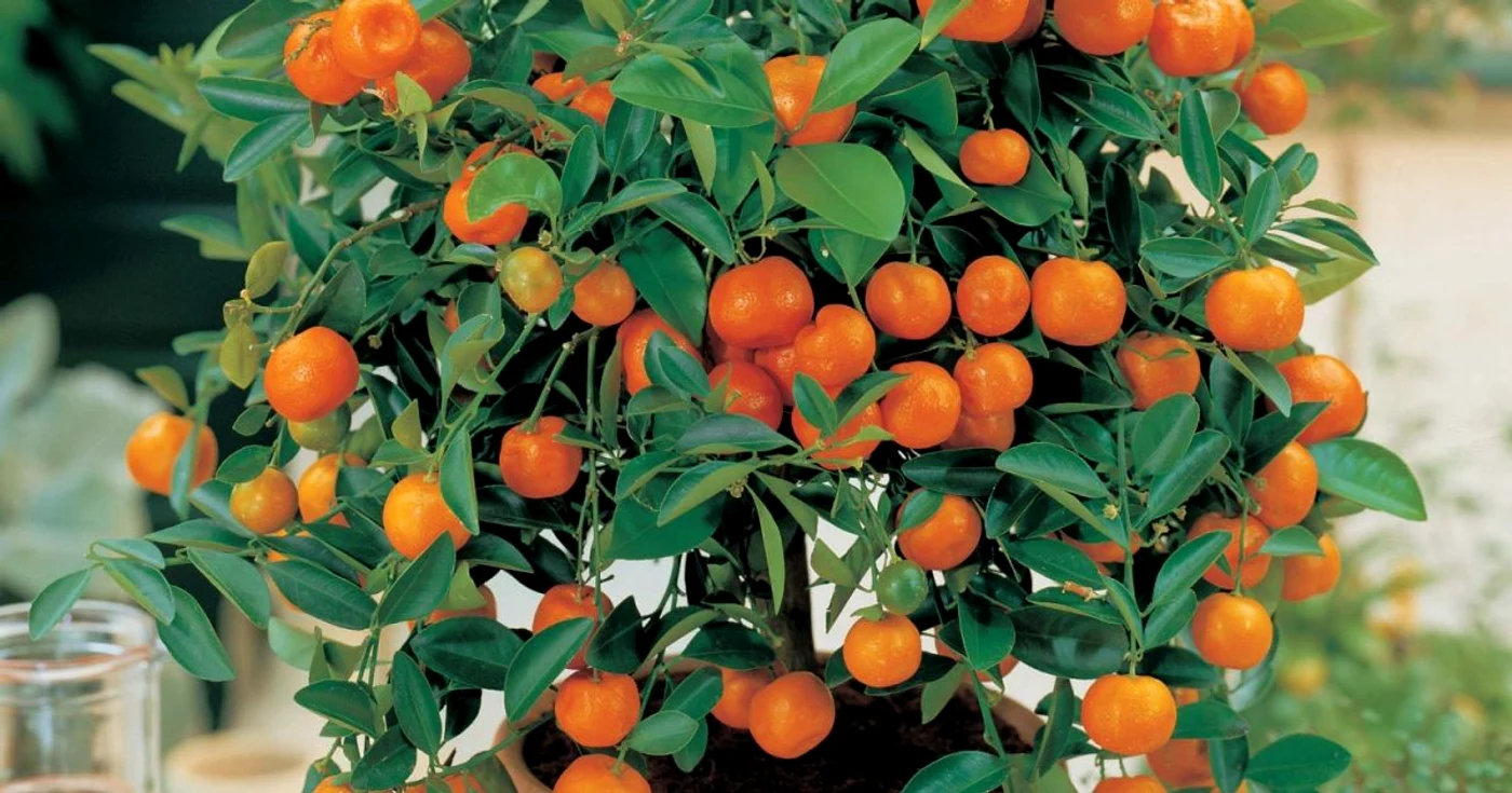 Pomi fructiferi pitici/Imagini vanmeuwen.com