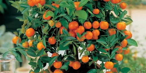 pomi fructiferi pitici