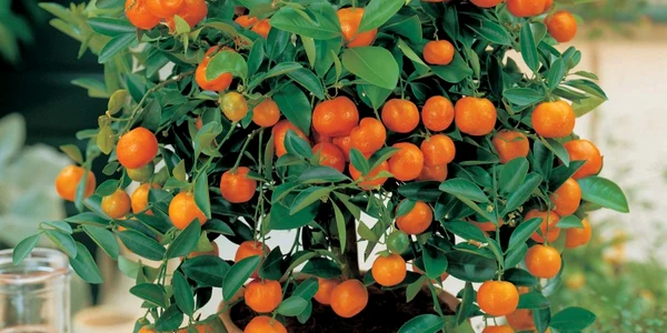 pomi fructiferi pitici