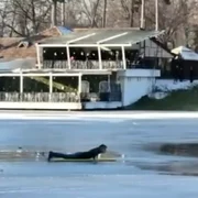 salvare fetita parcul romanescu jpeg