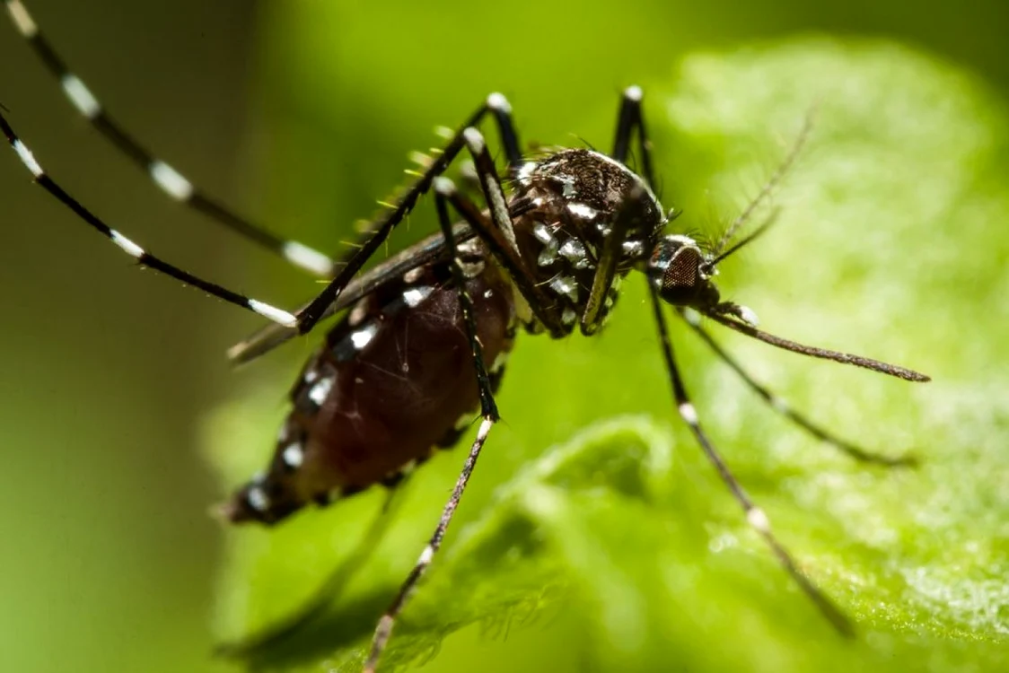 Ţânţarii sunt principalii răspunzători de răspândirea malariei. FOTO: Shutterstock