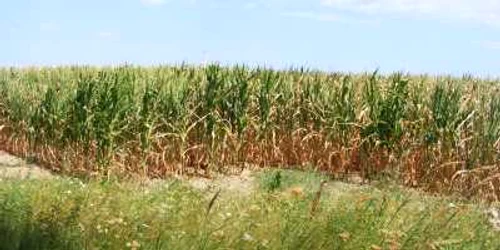 peste 14000 de hectare cu porumb sunt afectate de secetă