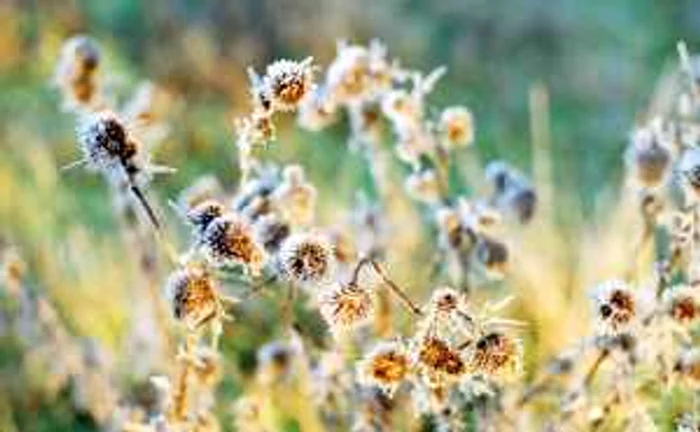 FOTO Florentin Coman