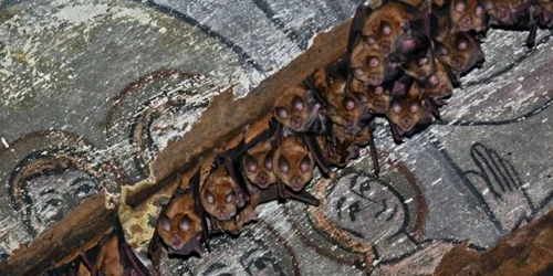 liliac mare cu potcoava in biserica din Zalnoc FOTO Asociaţia Centrul pentru Cercetarea şi Conservarea Liliecilor