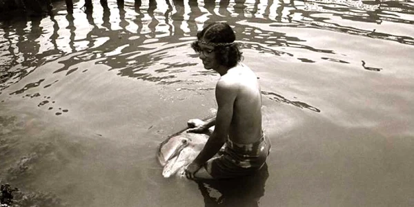 delfin