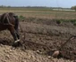 calul cu plugul este folosit de bulgarii din Targoviste in detrimentului tractorului