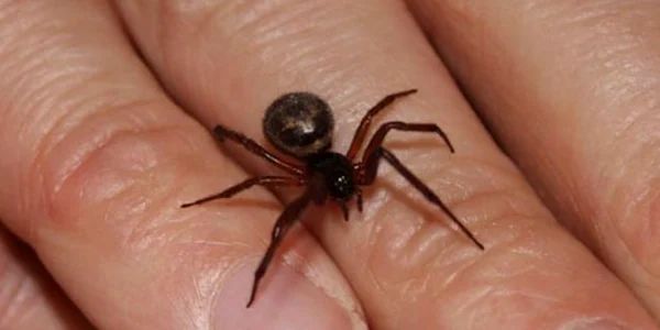 insecte