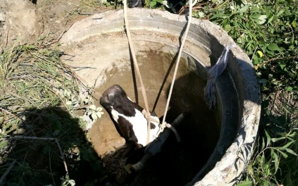 
    Bivina a căzut într-n canal cu diametrul de 1 metruFoto: adevarul.ro  