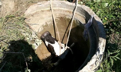 vaca in canal jpeg
