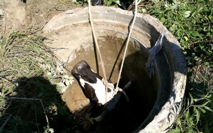 
    Bivina a căzut într-n canal cu diametrul de 1 metruFoto: adevarul.ro  