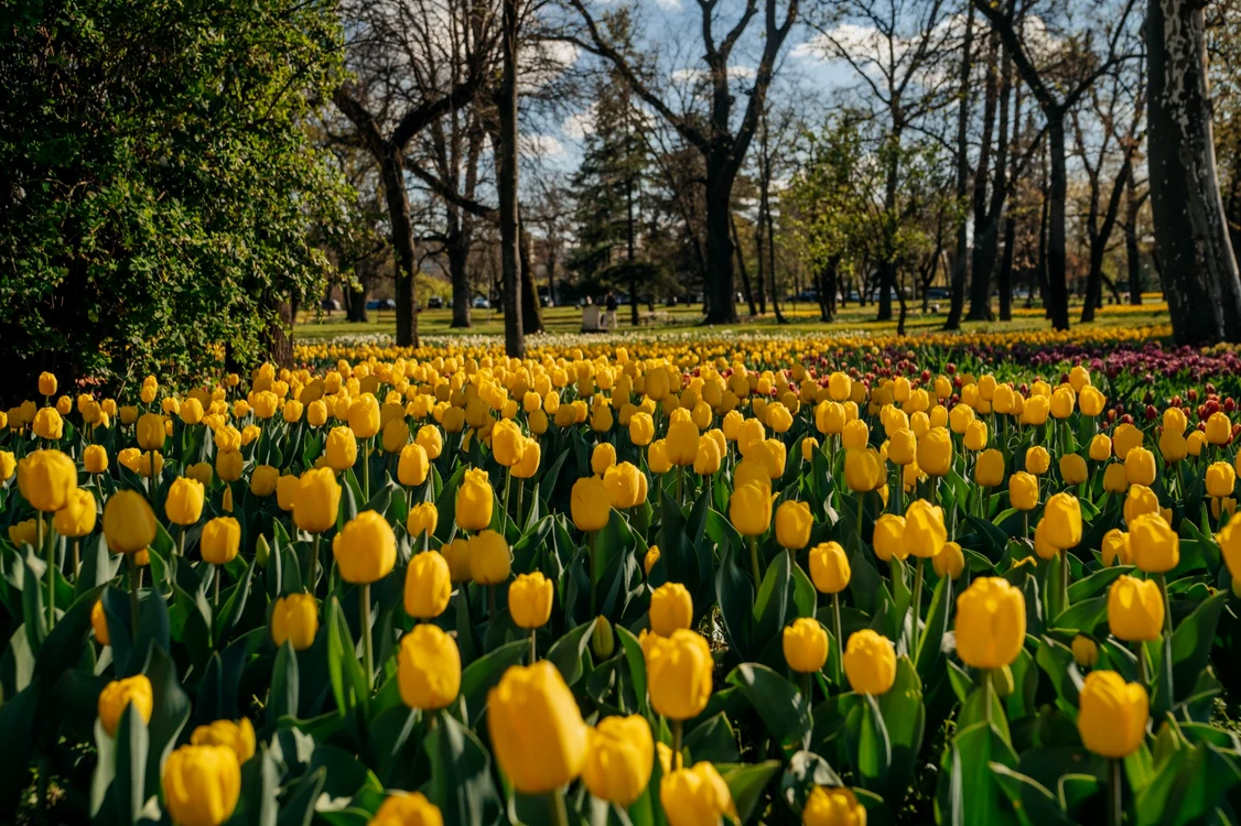 Simfonia florilor în Parcul Justiției FOTO PMT