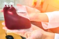 celule stem jpg