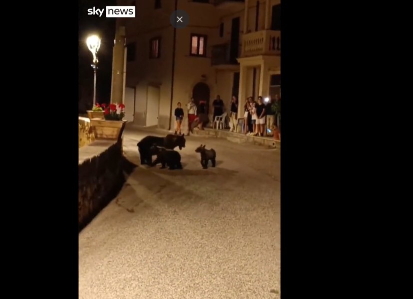 Val de indignare în Italia după uciderea unei ursoaice cu doi pui - VIDEO