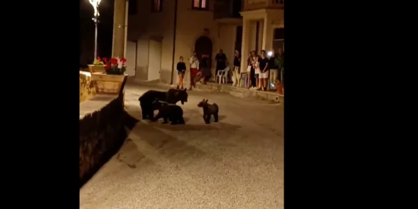 Val de indignare în Italia după uciderea unei ursoaice cu doi pui FOTO Captură Video Sky News png
