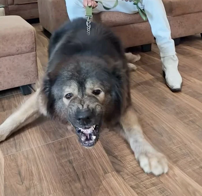 Cadabomb Okami este o încrucișare între un lup și un Ciobănesc Caucazian (Foto: captură video)