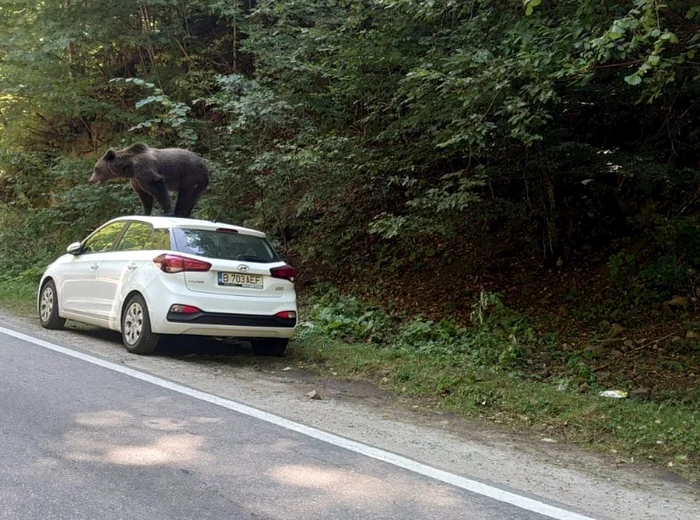 Imaginile au fost surprinse de un turist, care le-a transmis jandarmilor.