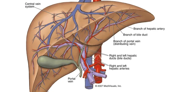 Anatomia ficatului