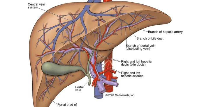 Anatomia ficatului