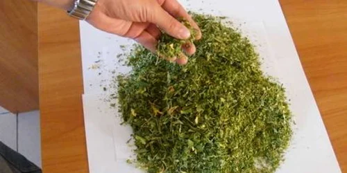 Cannabisul a fost confiscat de ofiţerii SCCO Hunedoara. Arhivă.