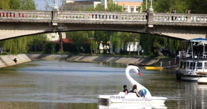Căpitănia Portului Timişoara vrea să interzică "lebedele" pe Bega