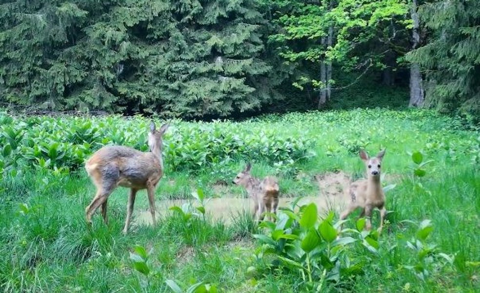 Patru bărbați, reținuți după ce au împușcat 9 animale într-o partidă ilegală de vânătoare. Printre ei este și un fost campion la tir sportiv