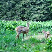 caprioare apuseni jpg