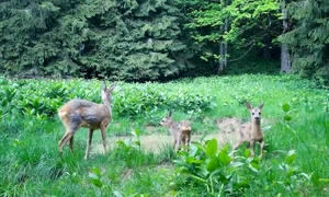 caprioare apuseni jpg