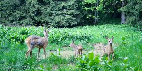 caprioare apuseni jpg