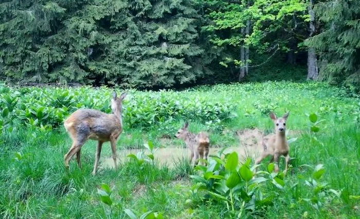 Nouă animale au fost ucise FOTO Arhivă