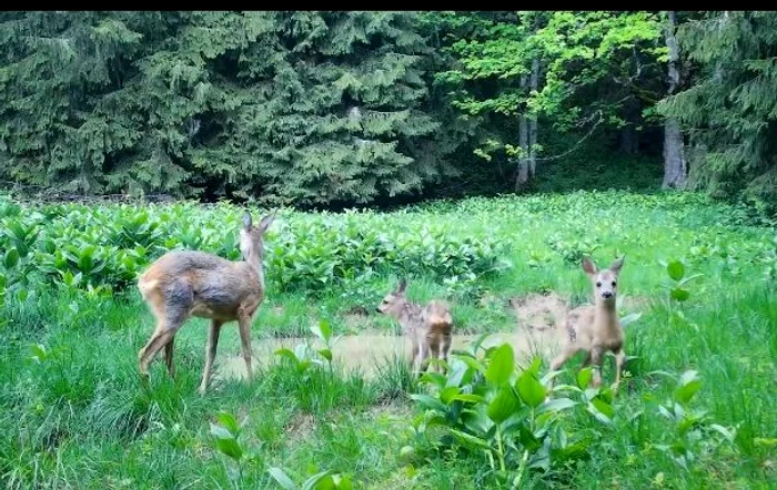 Căprioara și doi iezi la adăpătoarea și scăldătoarea din pădure FOTO Parcul Natural Apuseni