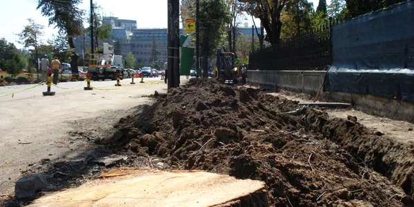 Copaci de pe Bulevardul Ştefan cel Mare tăiaţi