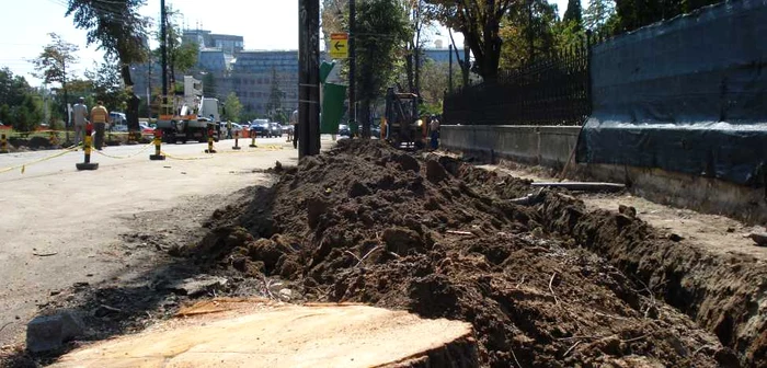 Copaci de pe Bulevardul Ştefan cel Mare tăiaţi