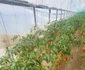 Roșiile produse în solar vor ajunge pe tarabele din piețe. FOTO Sanziana Banica