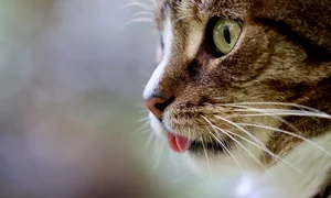 cat 5628953 1280 jpg