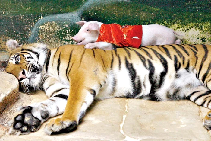 Nimic nu se compară  cu siguranţa pe care  o simte un pui atunci  când e lângă mama lui (Fotografii: Photoland / Wenn / Reuters)