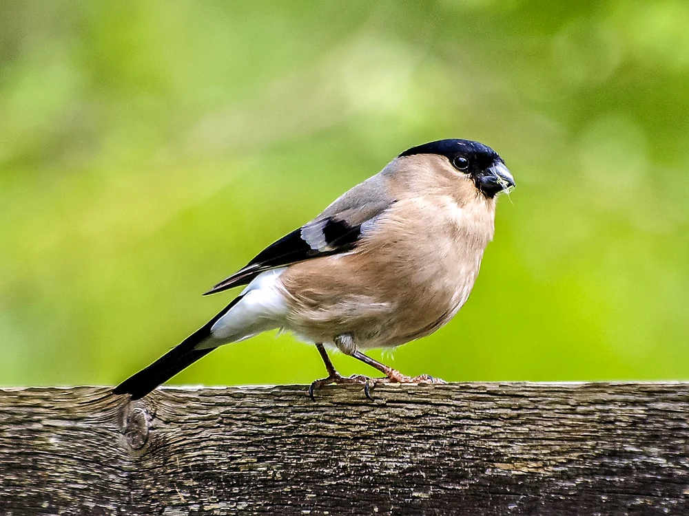 bullfinch bullfinch 2395731 1280 jpg jpeg