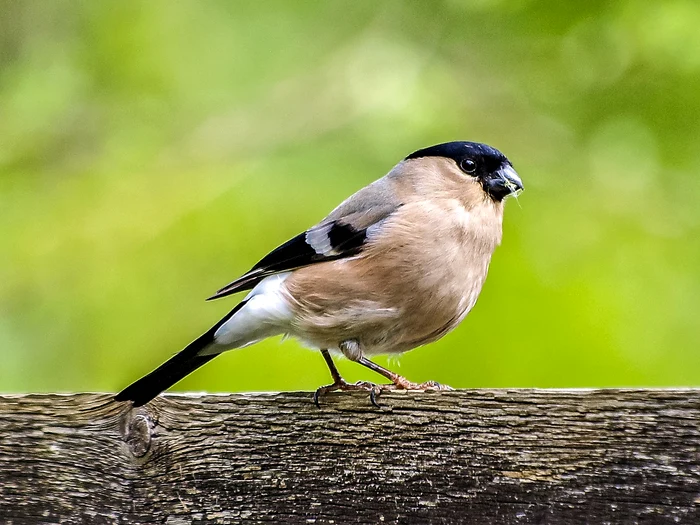 bullfinch bullfinch 2395731 1280 jpg jpeg